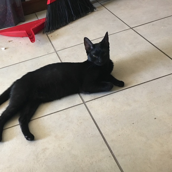 MEET YOUR RESCUE MAMA! โญ๏ธ๐๐๐๐ถ๐ด - Picture 14 of 17